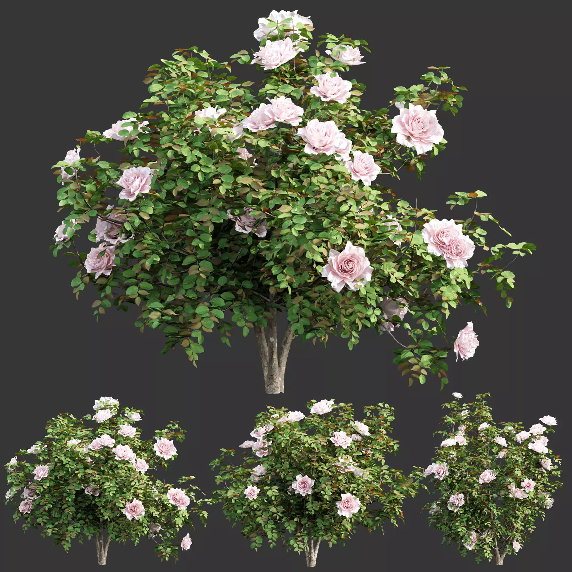 Rose bushes collection vol 74 3D model