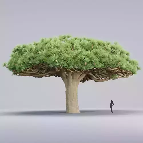 Socotra dragon trees vol 14