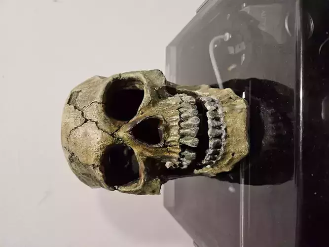 Victims Skull