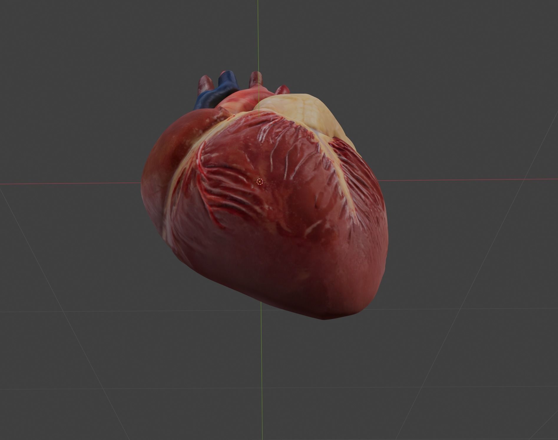 Anatomical Heart 3D model_5