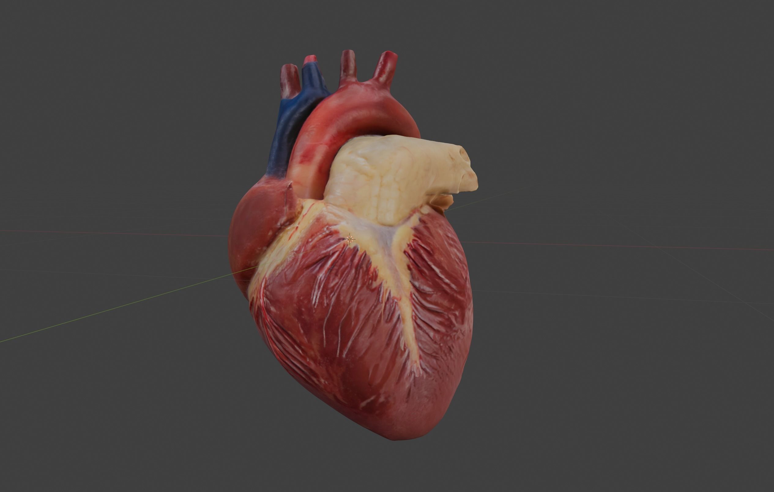 Anatomical Heart 3D model_3