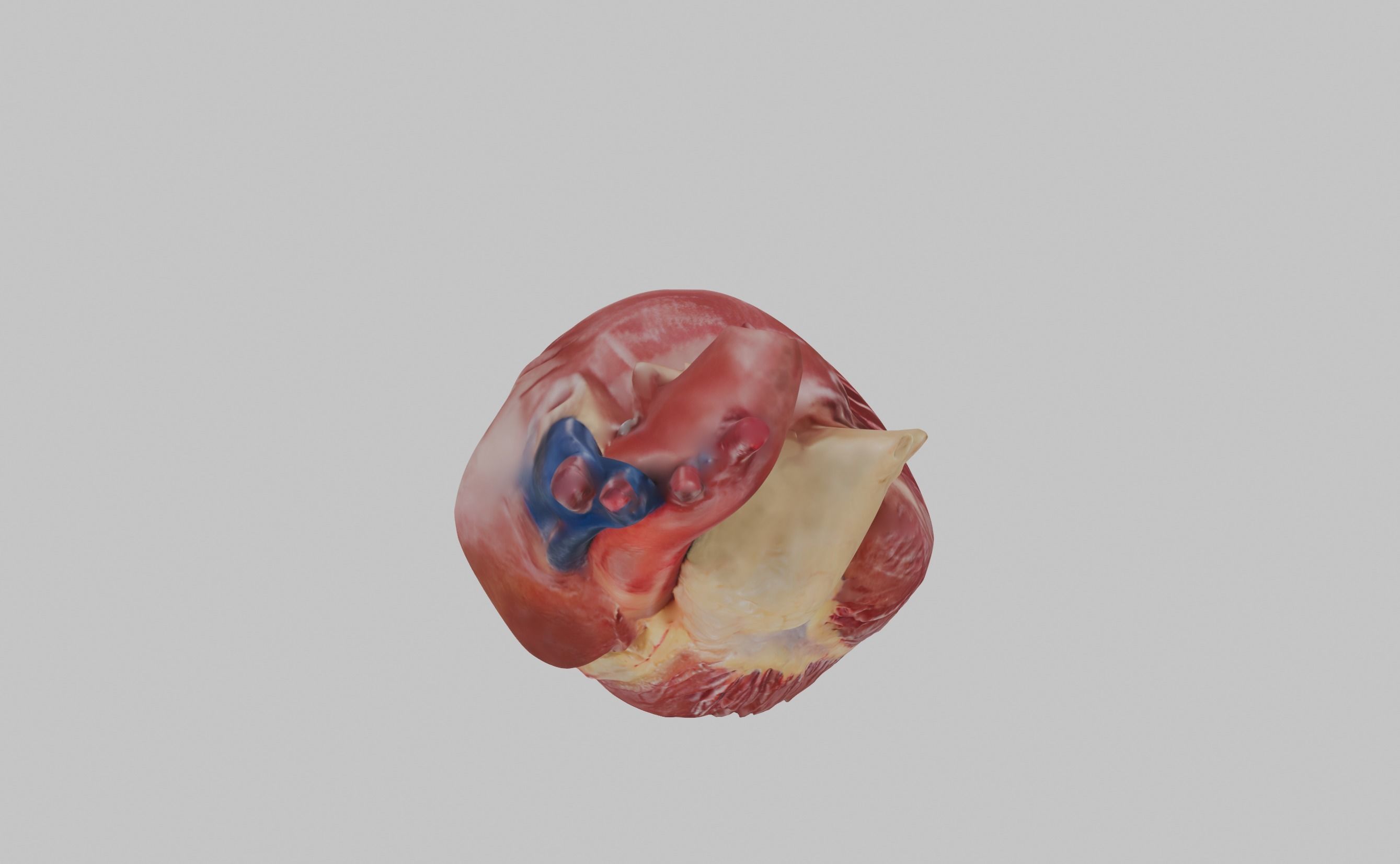 Anatomical Heart 3D model_2