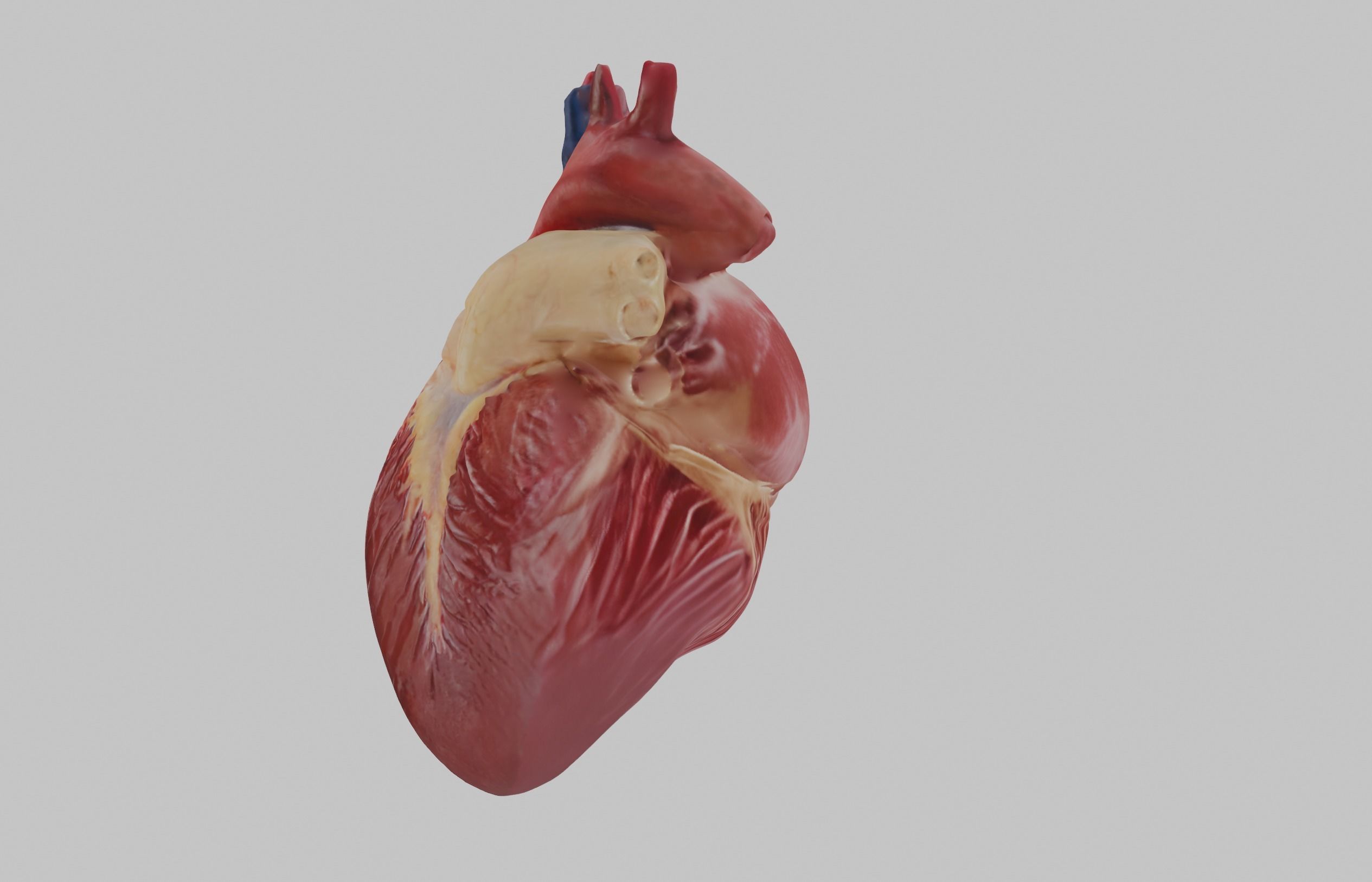 Anatomical Heart 3D model_1
