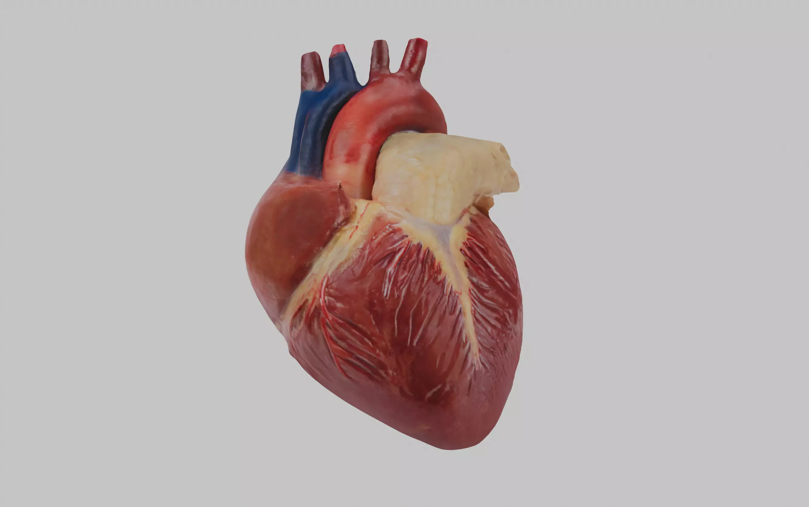 Anatomical Heart 3D model_0
