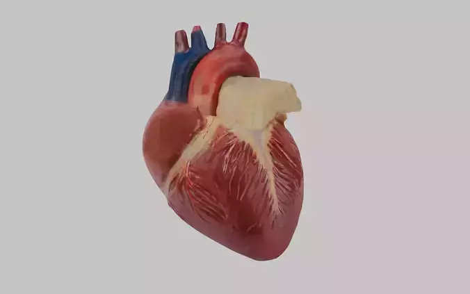 Anatomical Heart