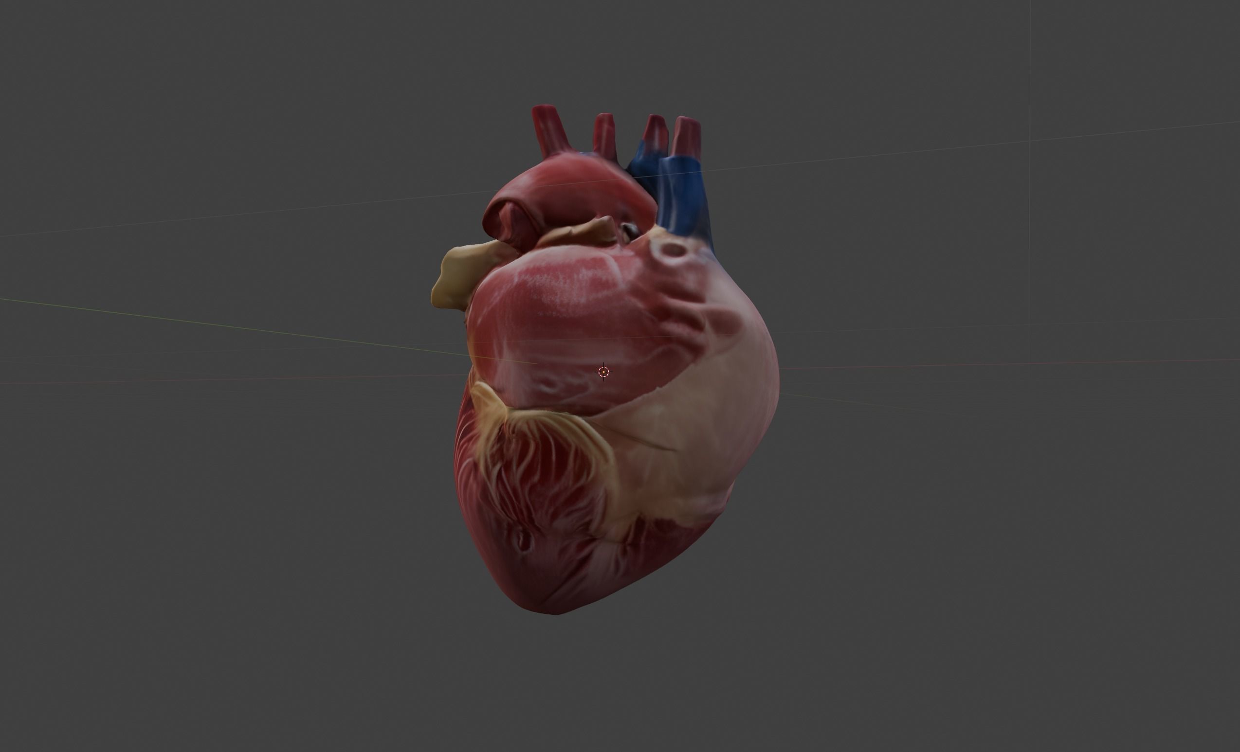 Anatomical Heart 3D model_4