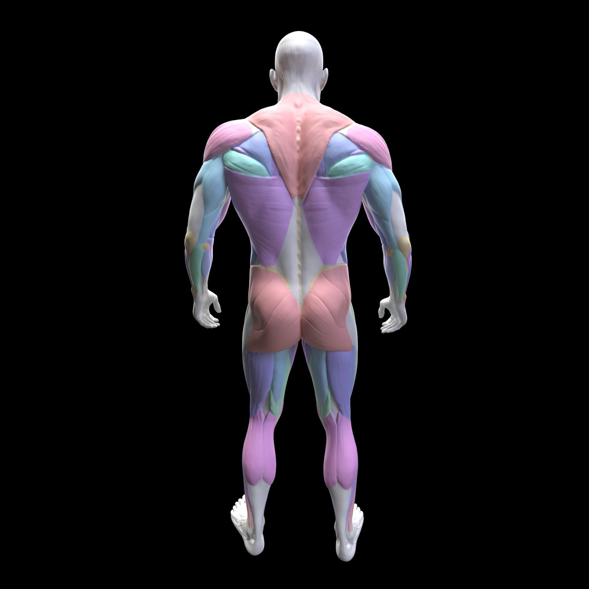 Gym Exercise Animations Pack 3D model_81