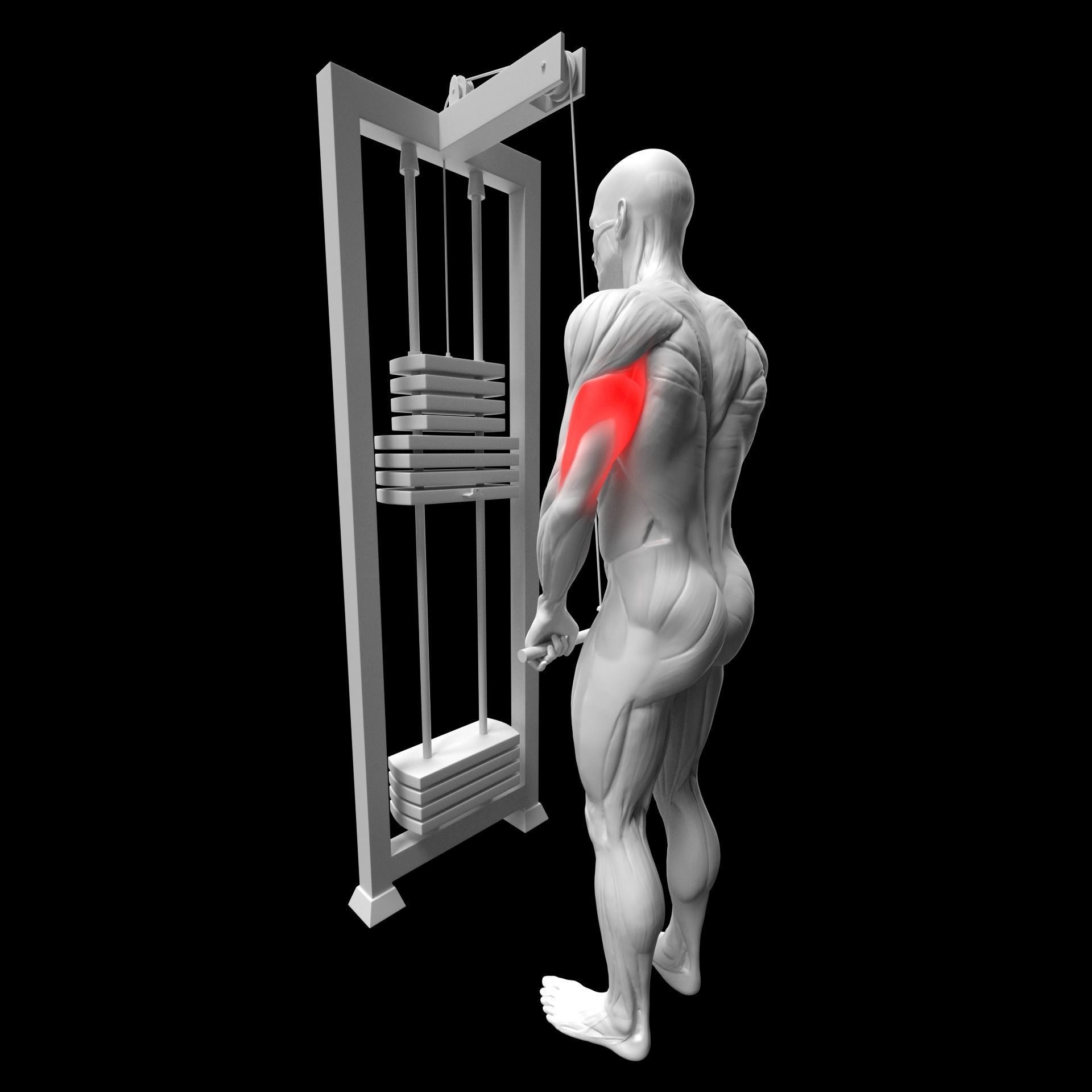 Gym Exercise Animations Pack 3D model_37