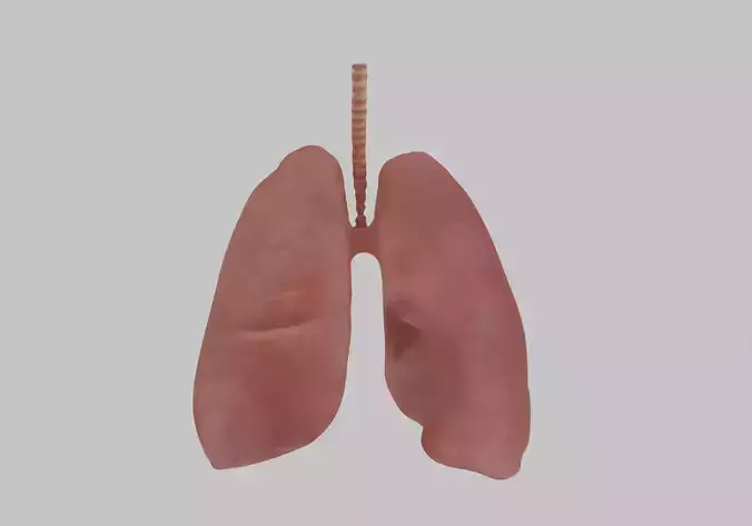 Lungs