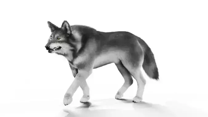 Wolf Rigged 3D Model
