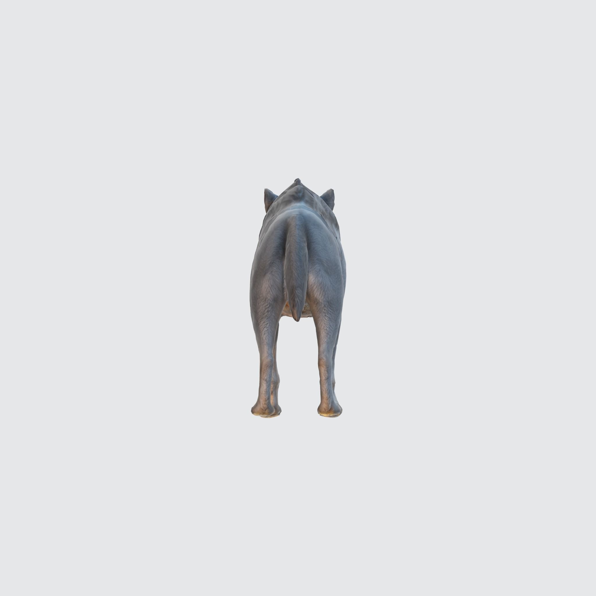 A gray wolf standing 3D model_3