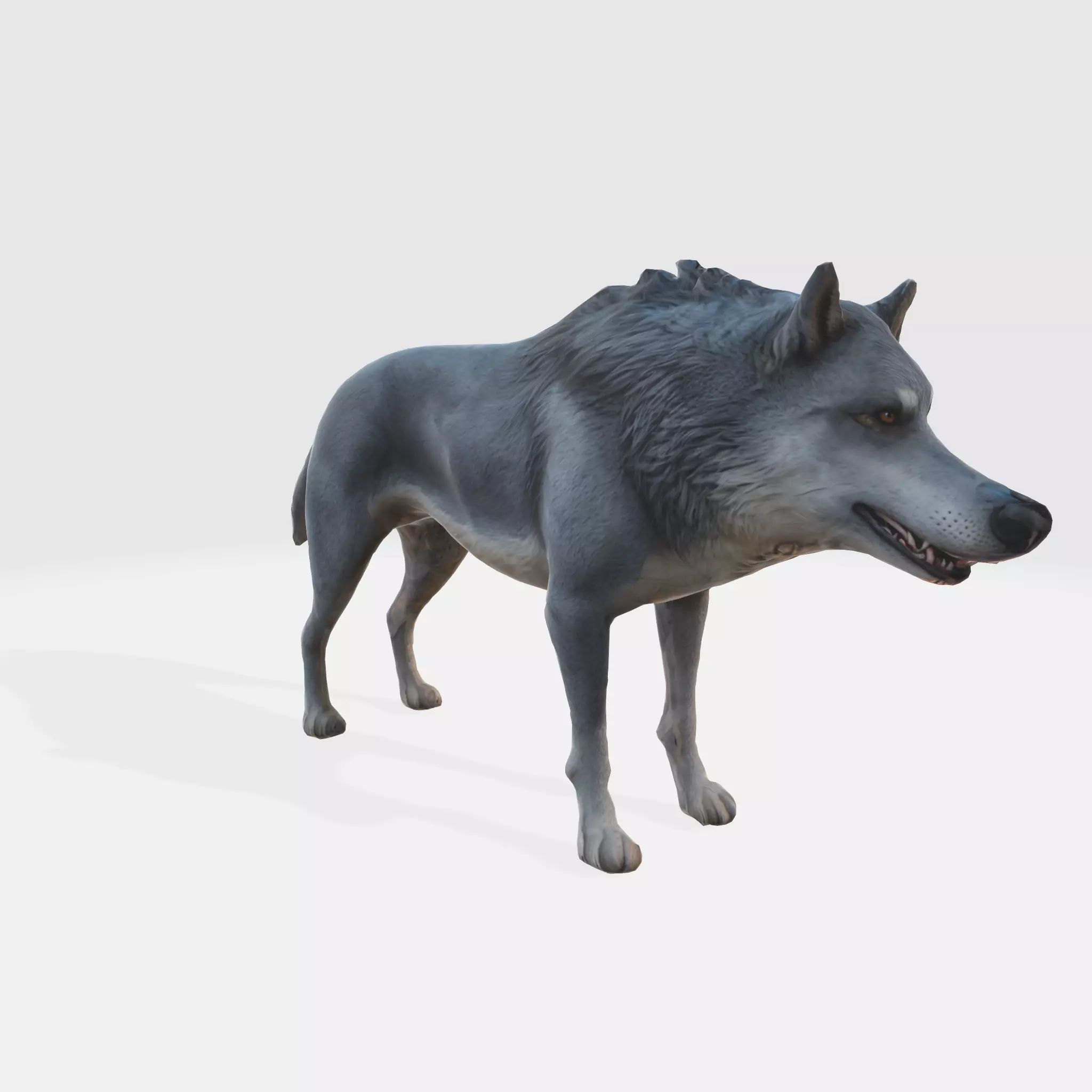A gray wolf standing 3D model_0