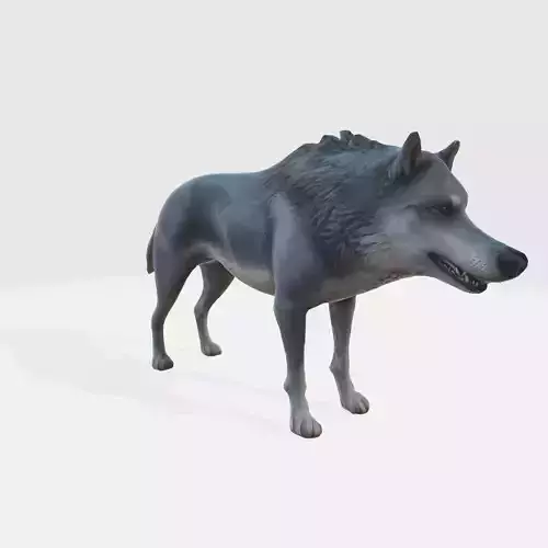 A gray wolf standing