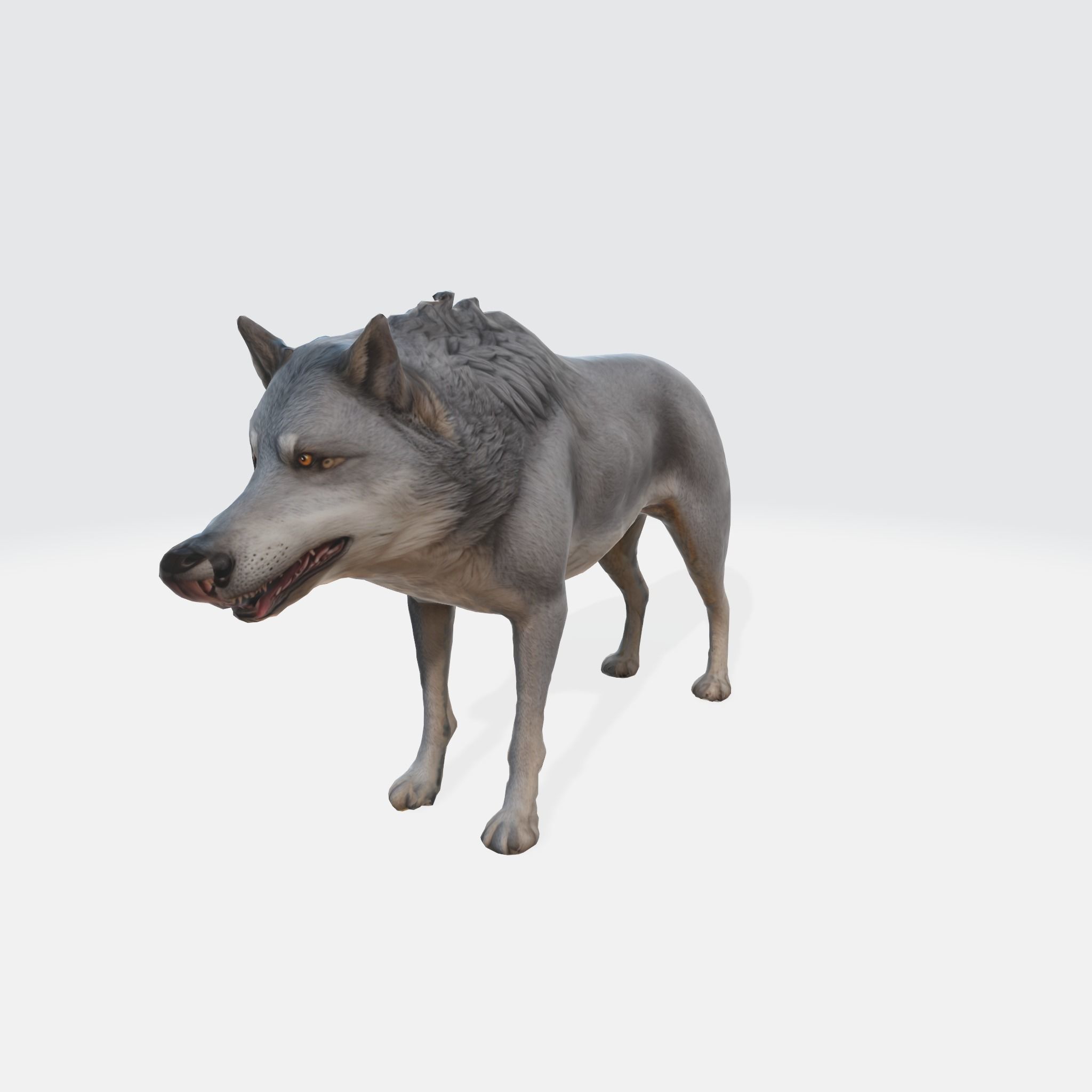 A gray wolf standing 3D model_1