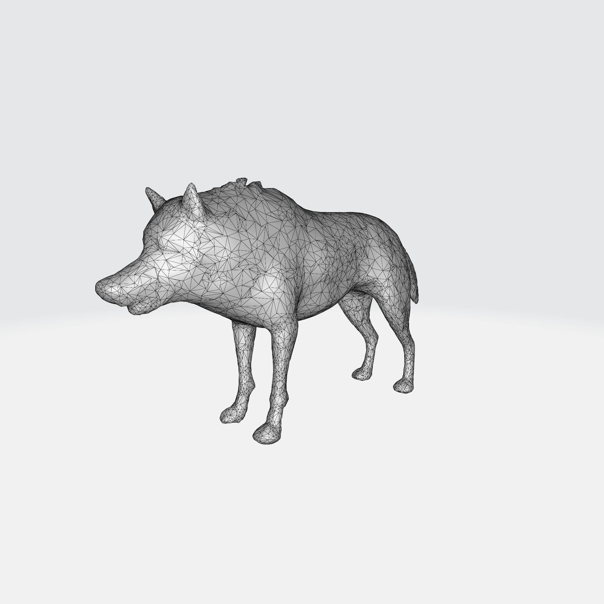 A gray wolf standing 3D model_5