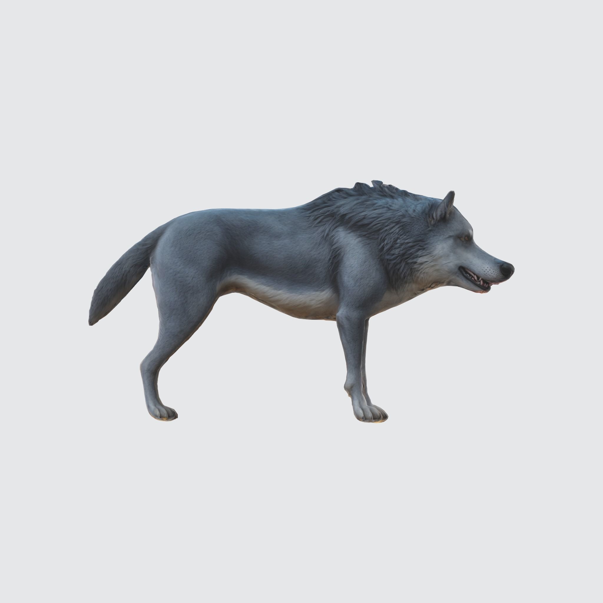 A gray wolf standing 3D model_4