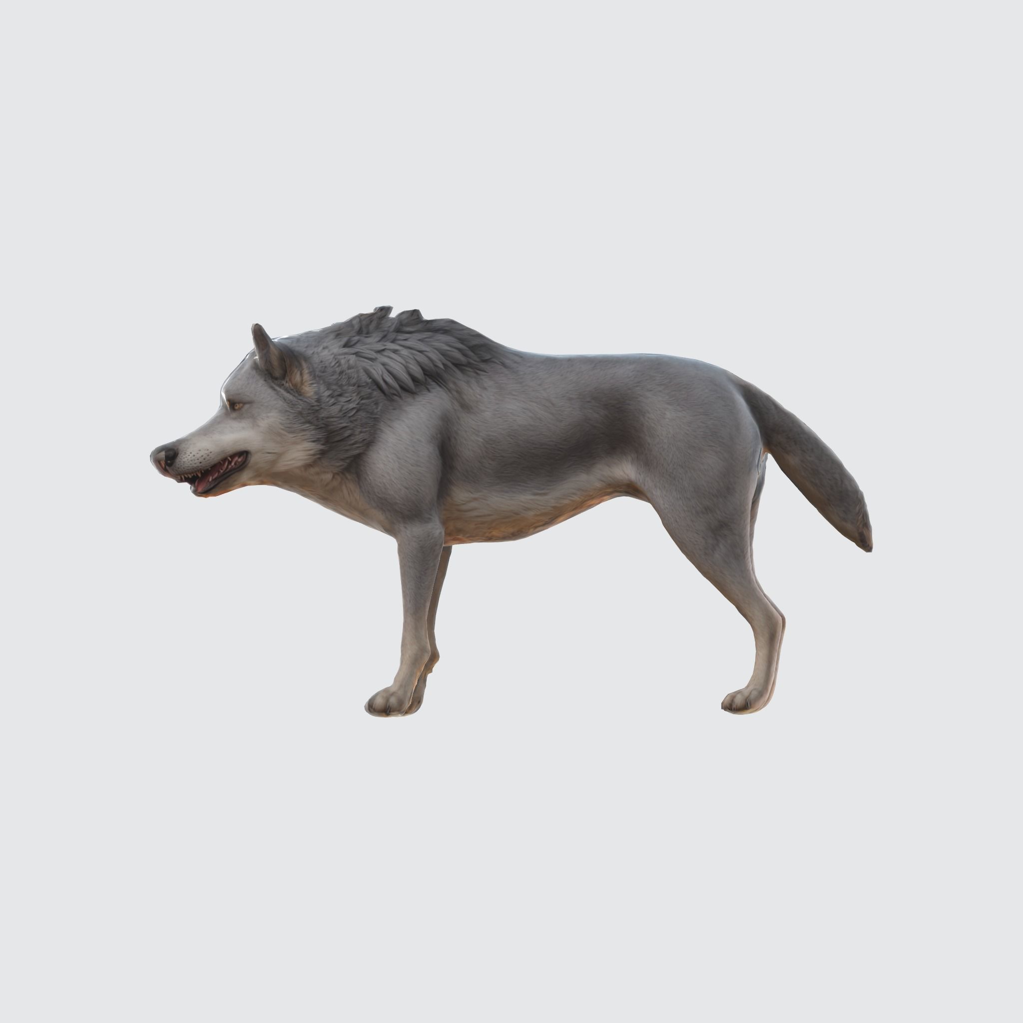 A gray wolf standing 3D model_2