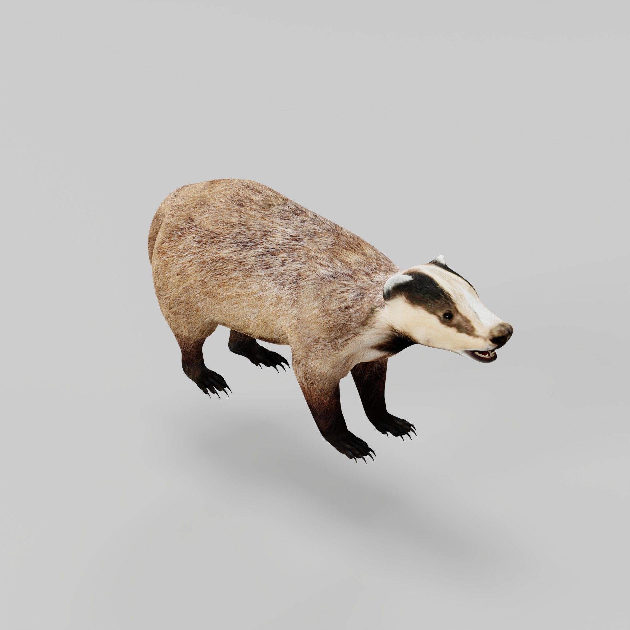 European Badger Low-poly 3D model_30