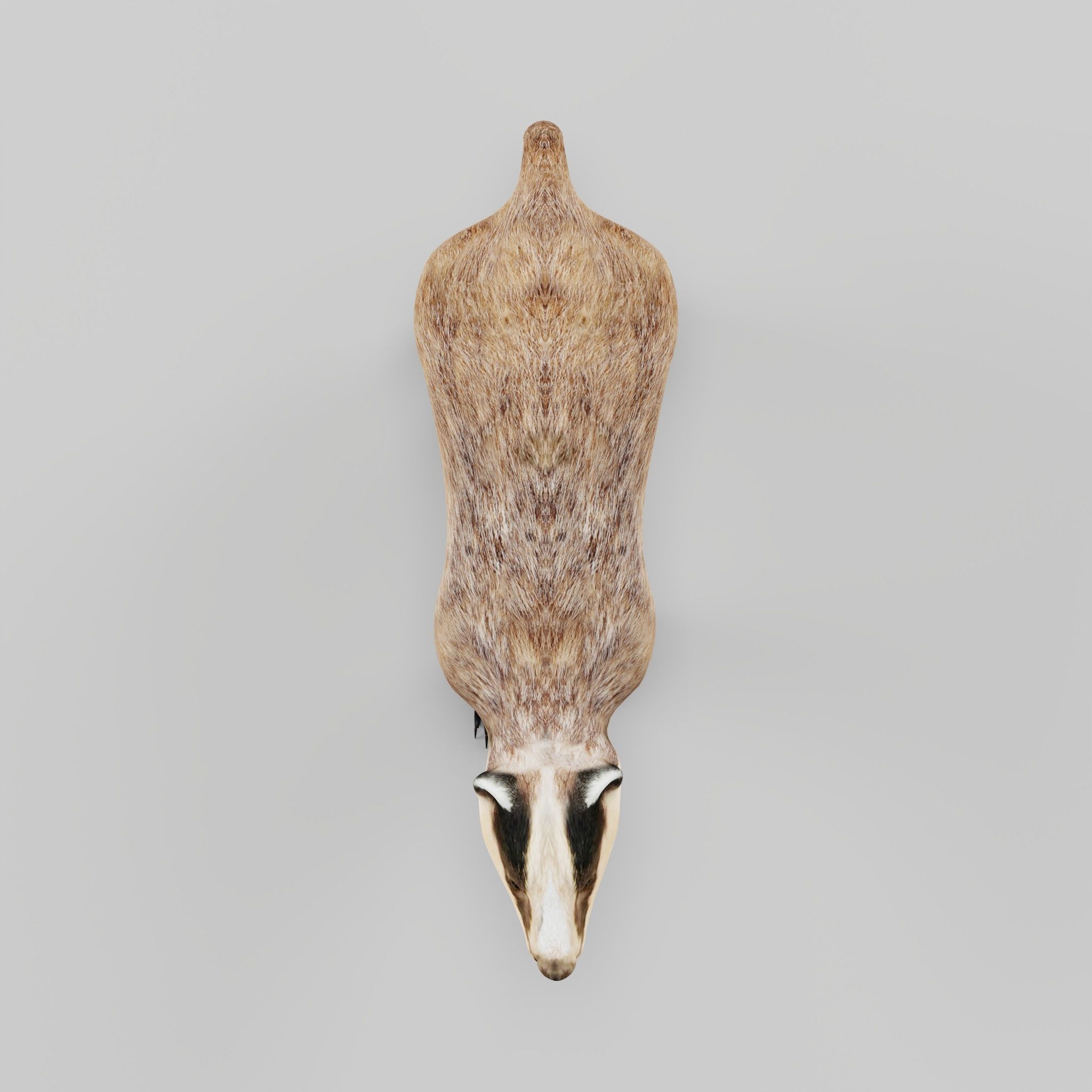 European Badger Low-poly 3D model_28