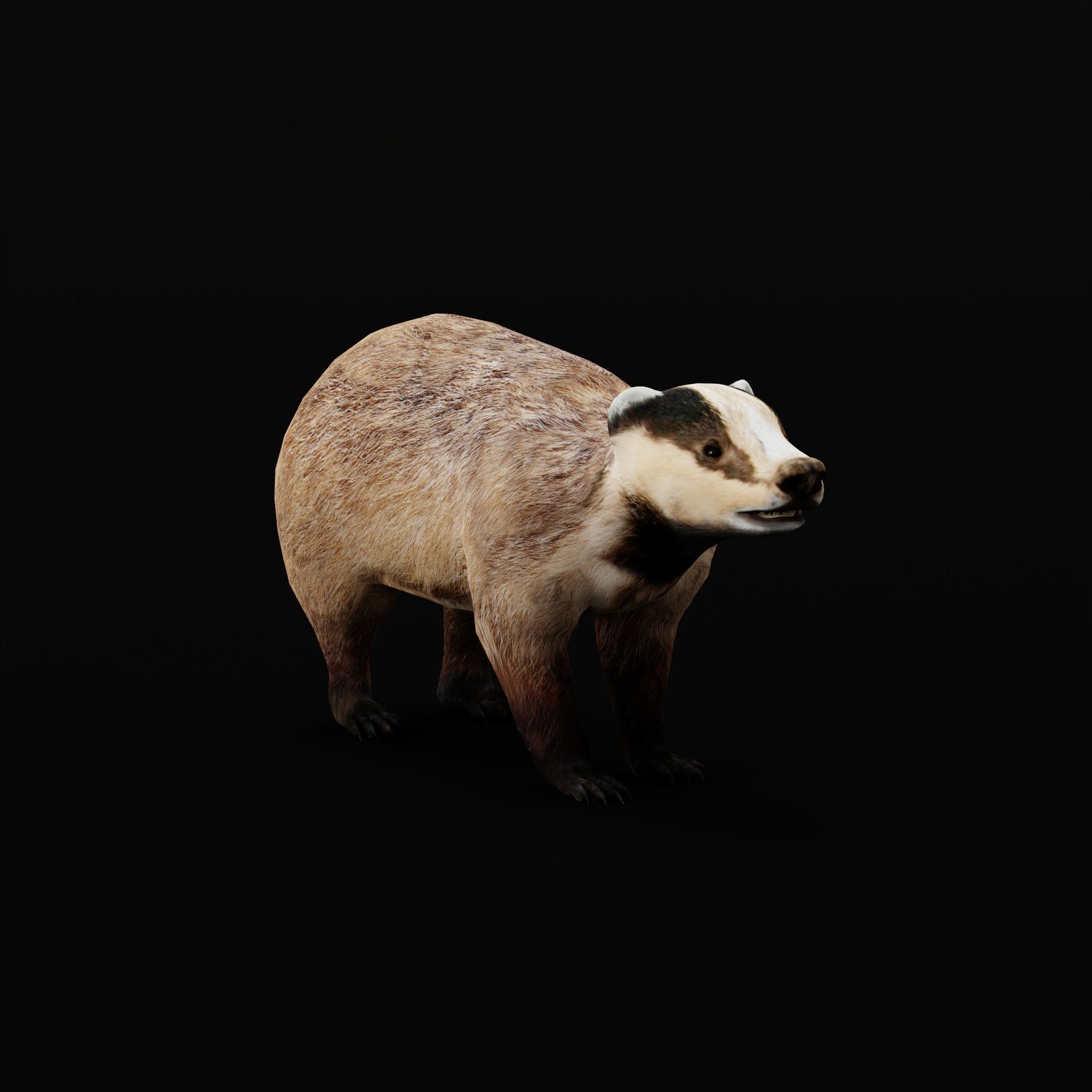 European Badger Low-poly 3D model_24