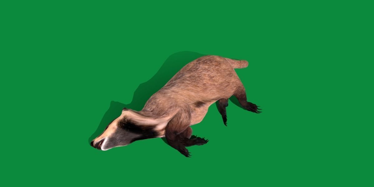 European Badger Low-poly 3D model_17