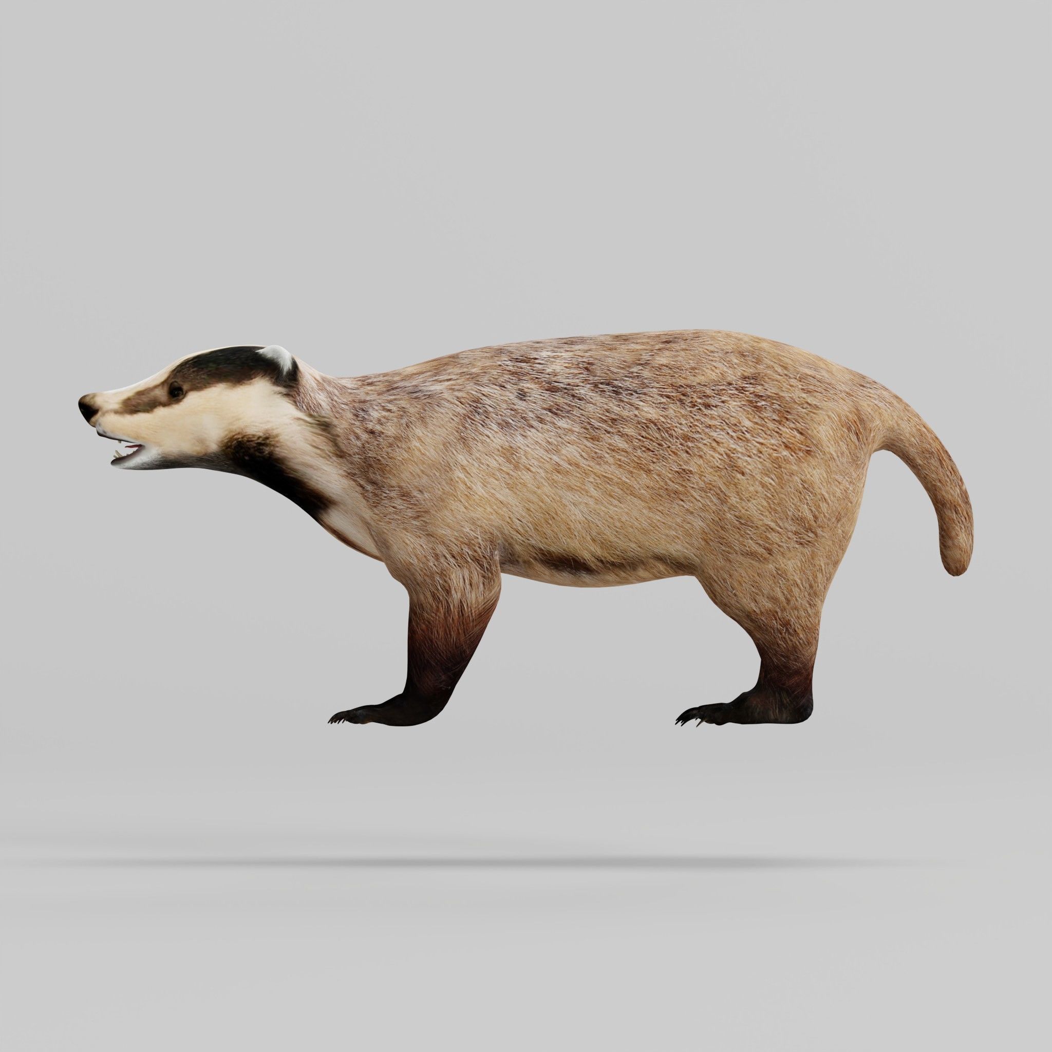 European Badger Low-poly 3D model_31