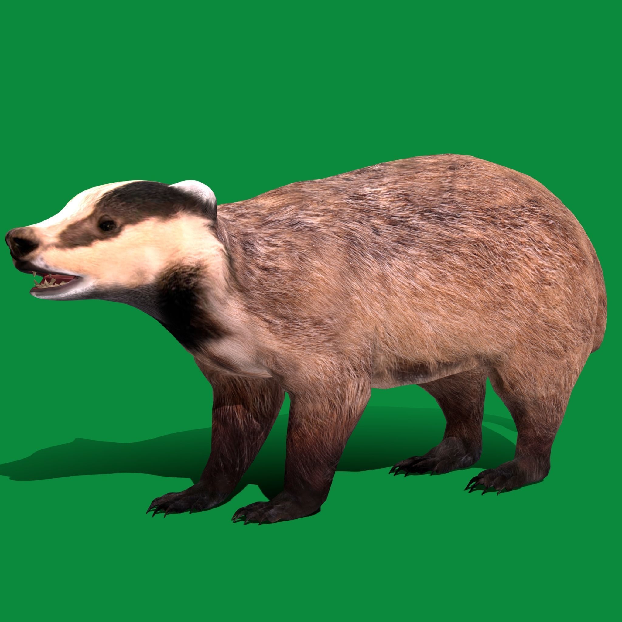 European Badger Low-poly 3D model_16