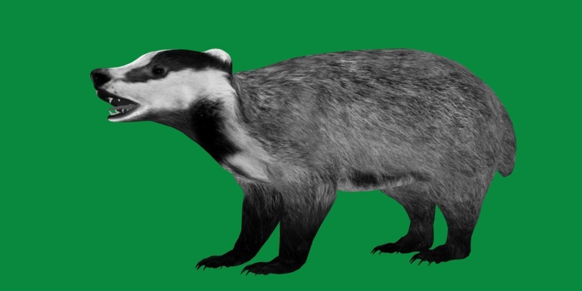 European Badger Low-poly 3D model_5
