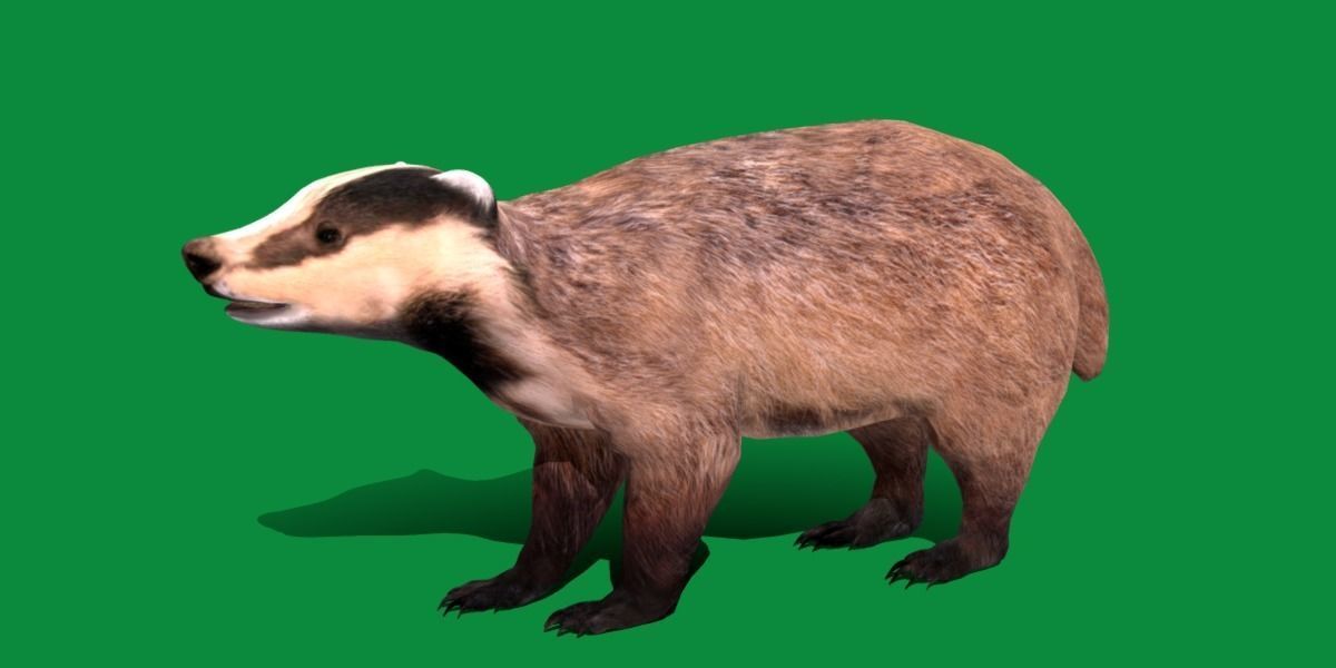 European Badger Low-poly 3D model_3