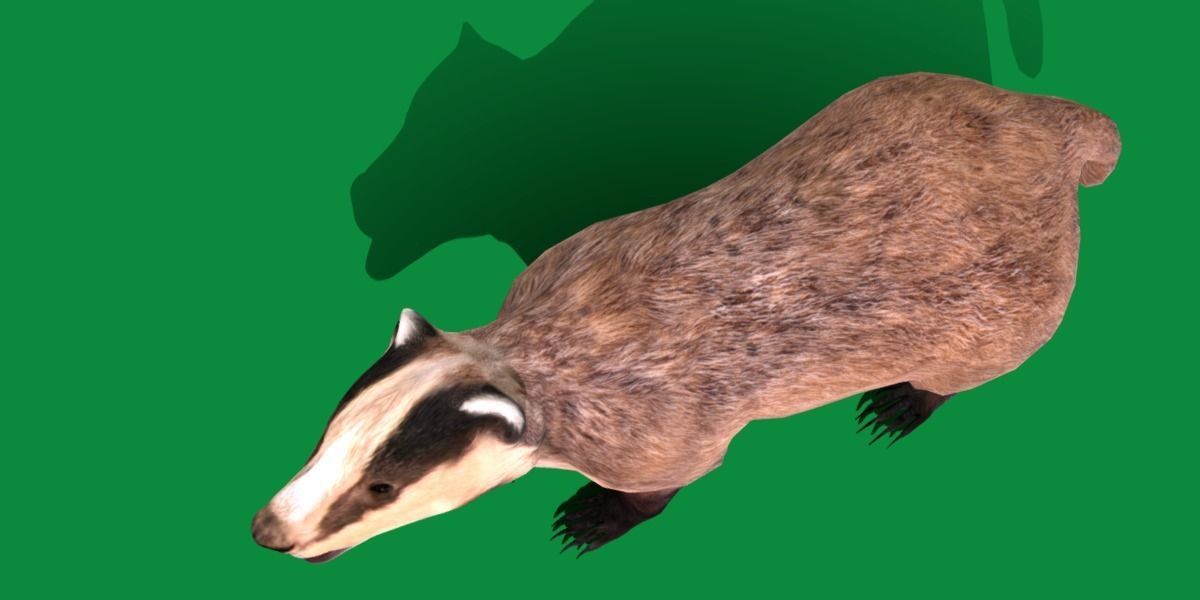 European Badger Low-poly 3D model_6