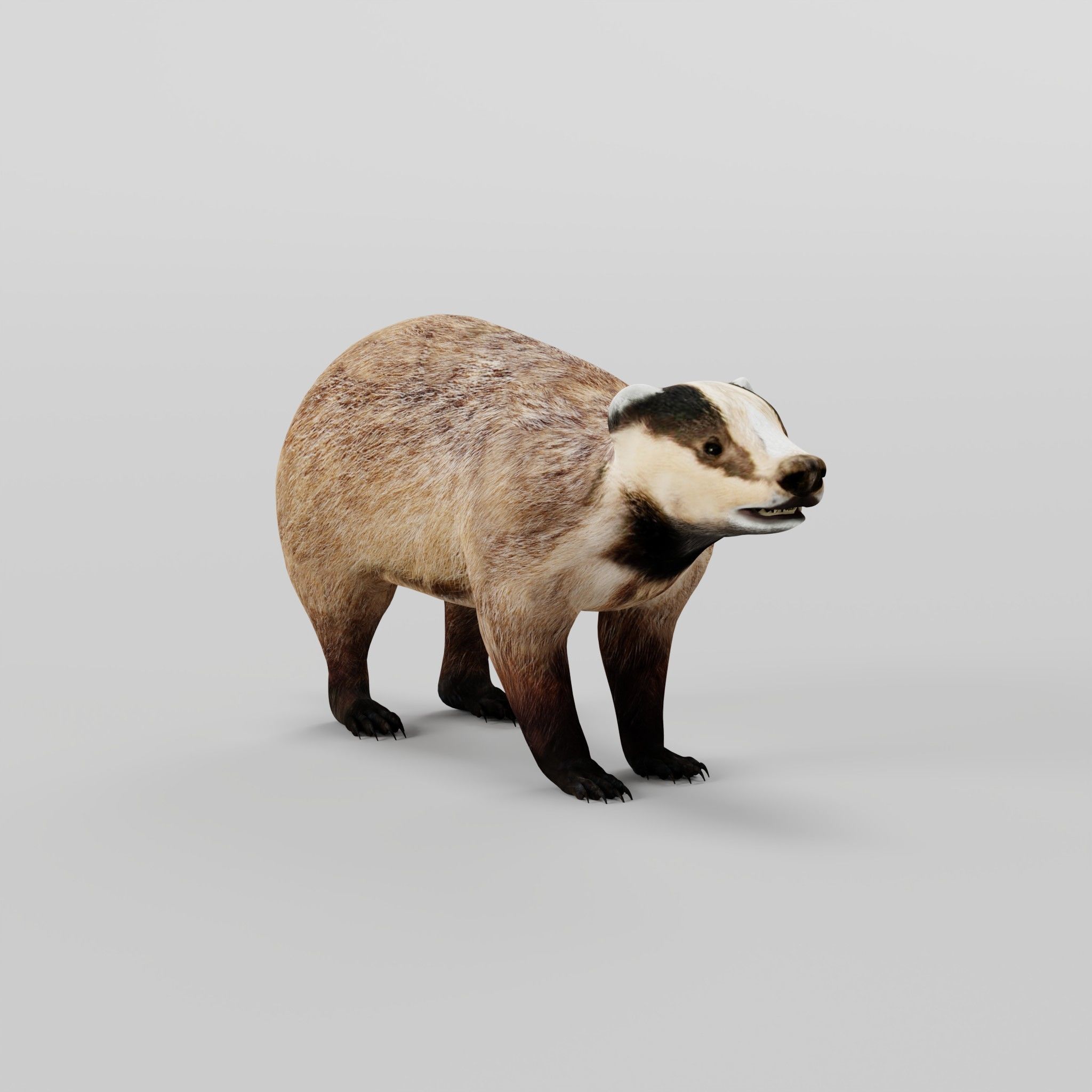 European Badger Low-poly 3D model_25