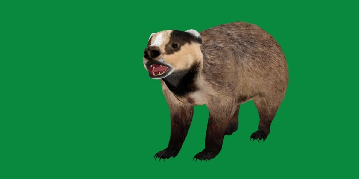 European Badger Low-poly 3D model_15