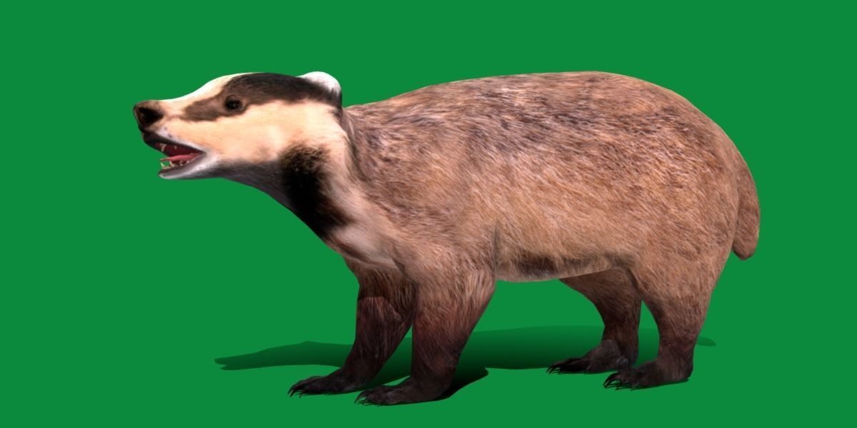 European Badger Low-poly 3D model_21
