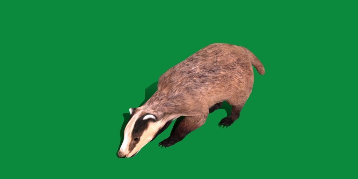 European Badger Low-poly 3D model_14