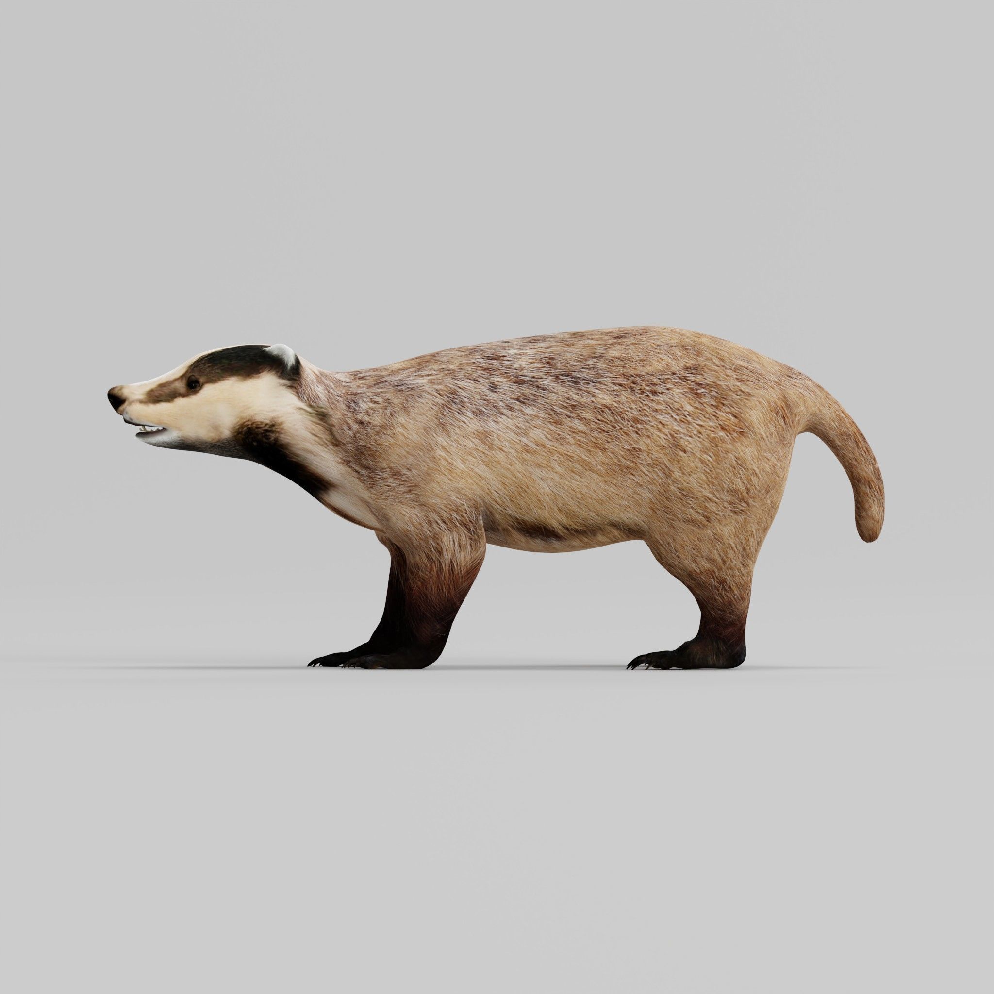 European Badger Low-poly 3D model_27