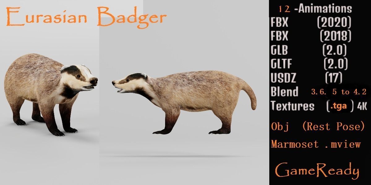 European Badger Low-poly 3D model_2