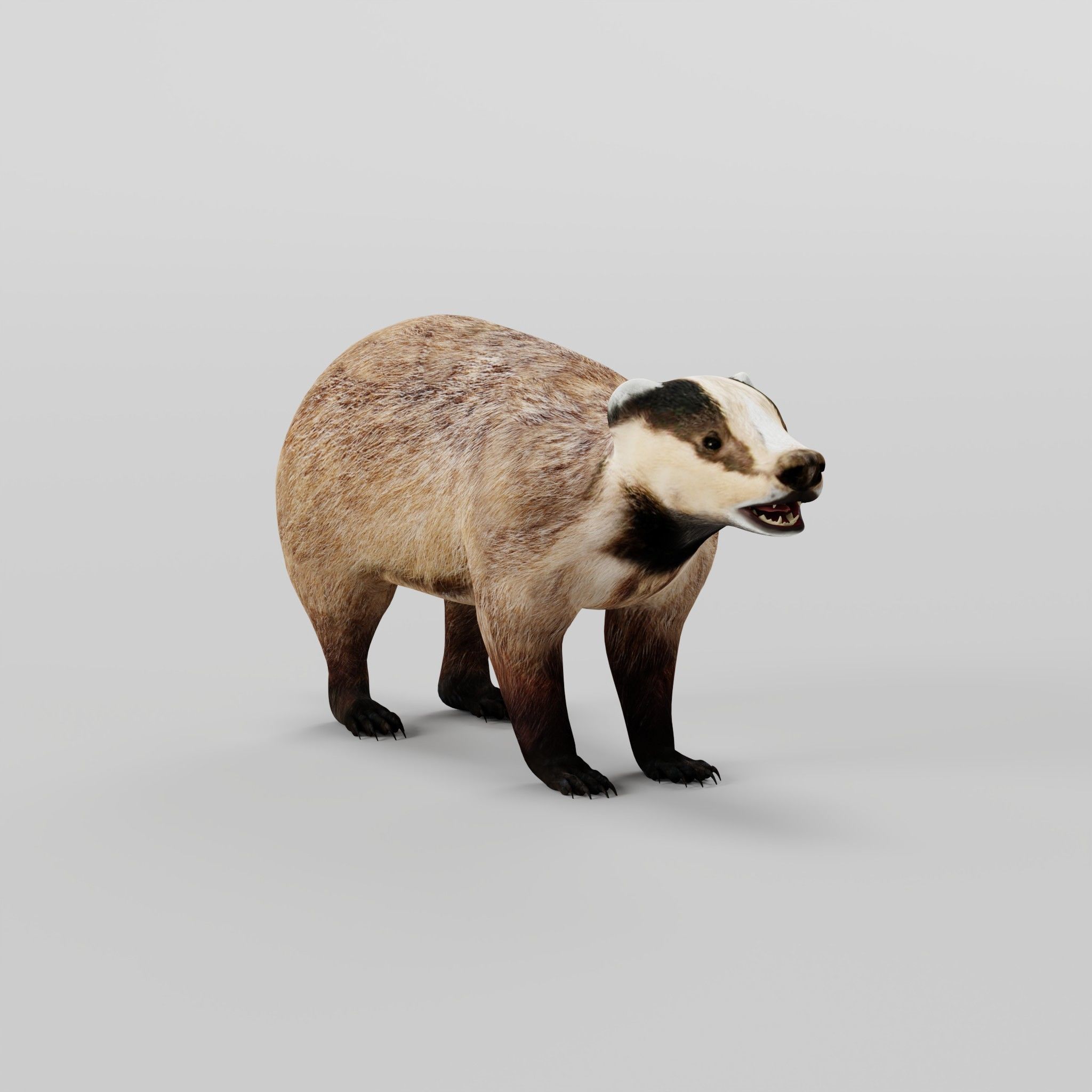 European Badger Low-poly 3D model_29