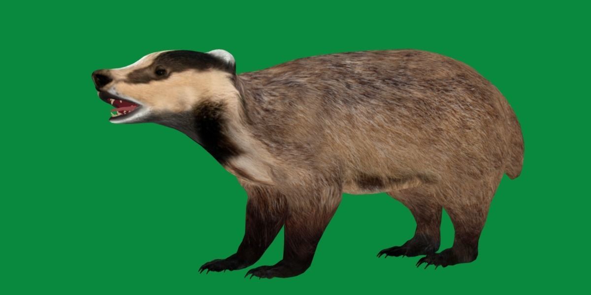 European Badger Low-poly 3D model_20