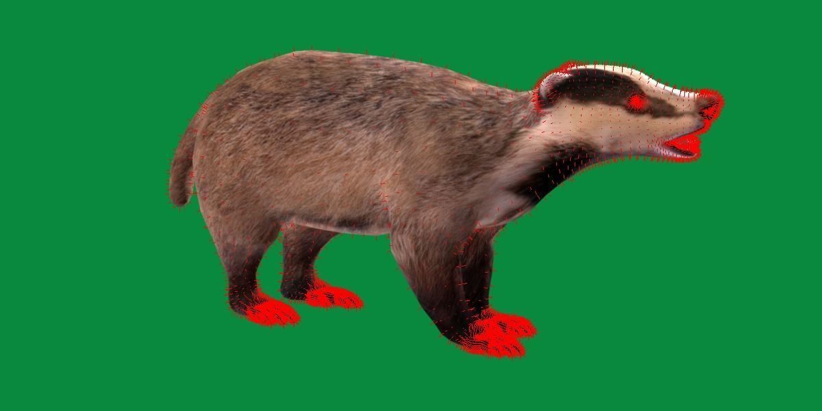 European Badger Low-poly 3D model_11