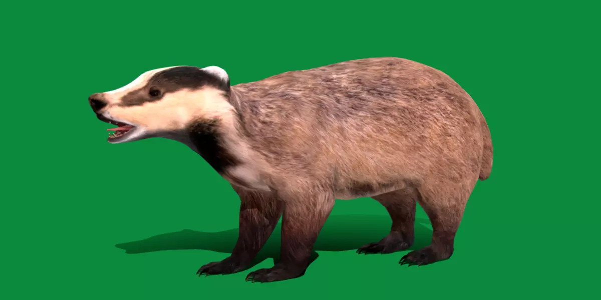 European Badger Low-poly 3D model_0