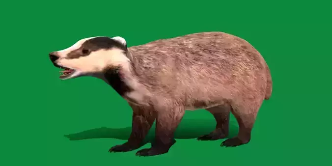 European Badger