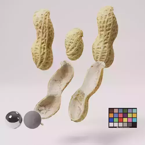 Peanut - Shells Low-poly 3D model