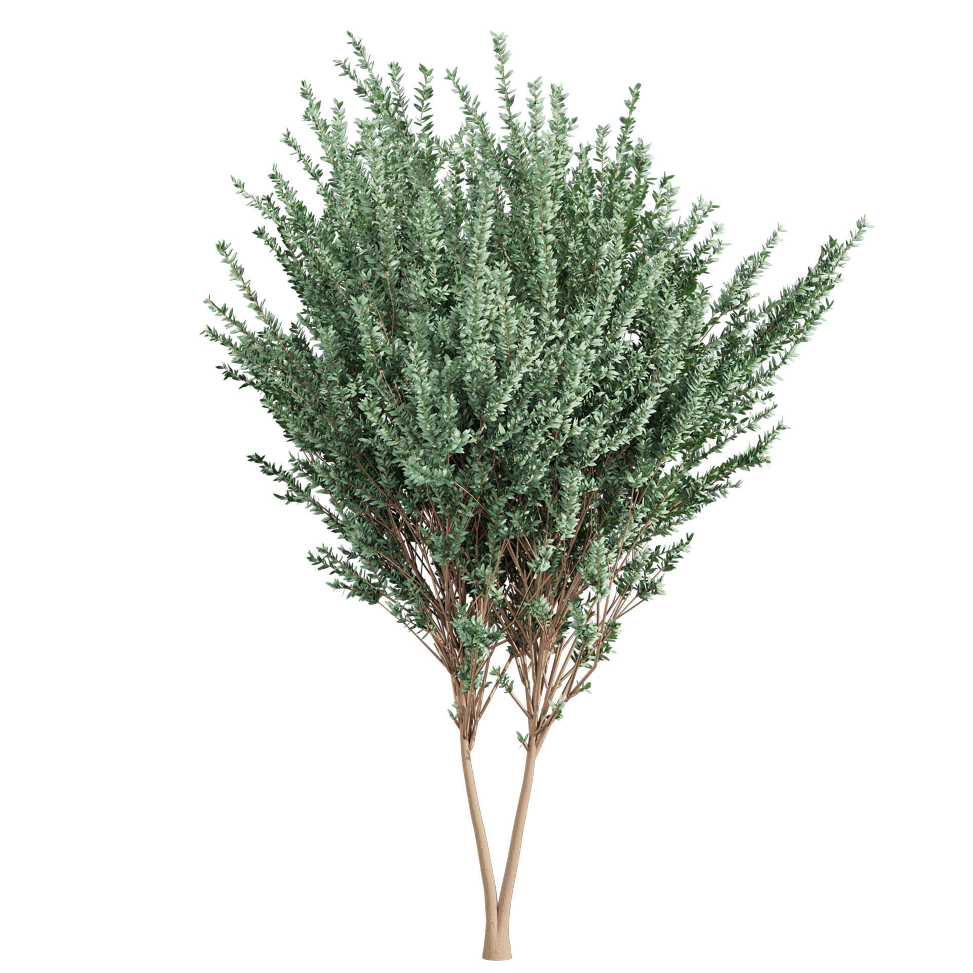 Collection plant vol 578 - Eucalyptus - Gunnii - tree 3D model_3