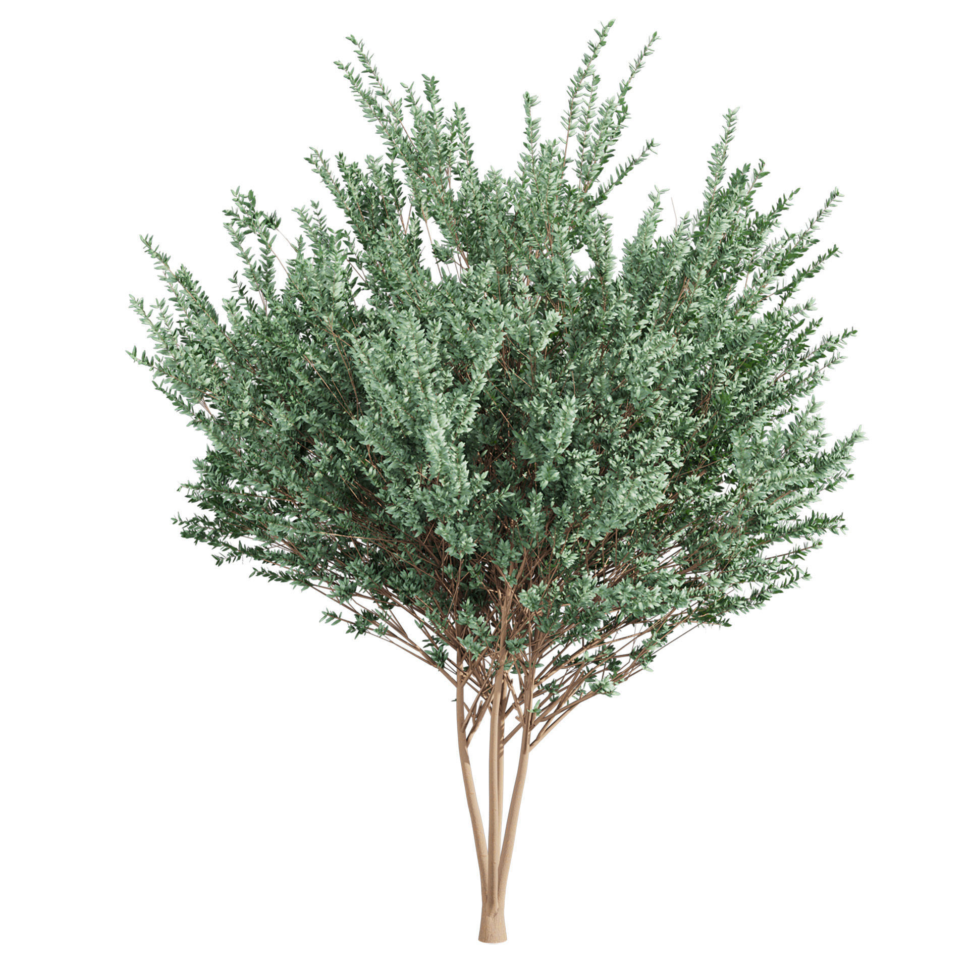 Collection plant vol 578 - Eucalyptus - Gunnii - tree 3D model_2