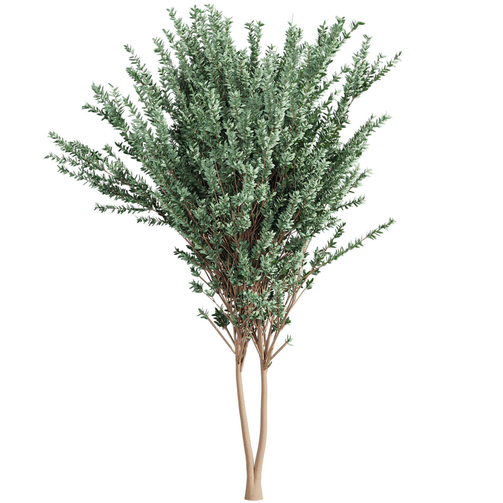 Collection plant vol 578 - Eucalyptus - Gunnii - tree 3D model_5