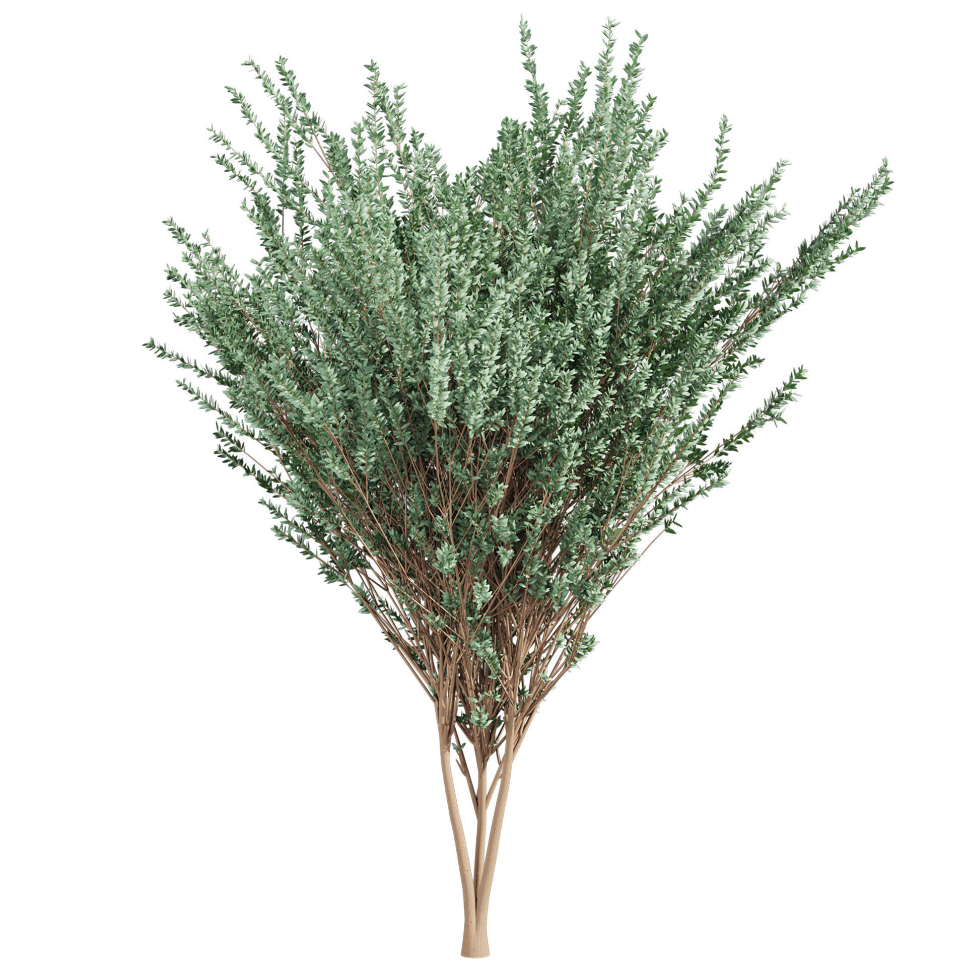 Collection plant vol 578 - Eucalyptus - Gunnii - tree 3D model_4
