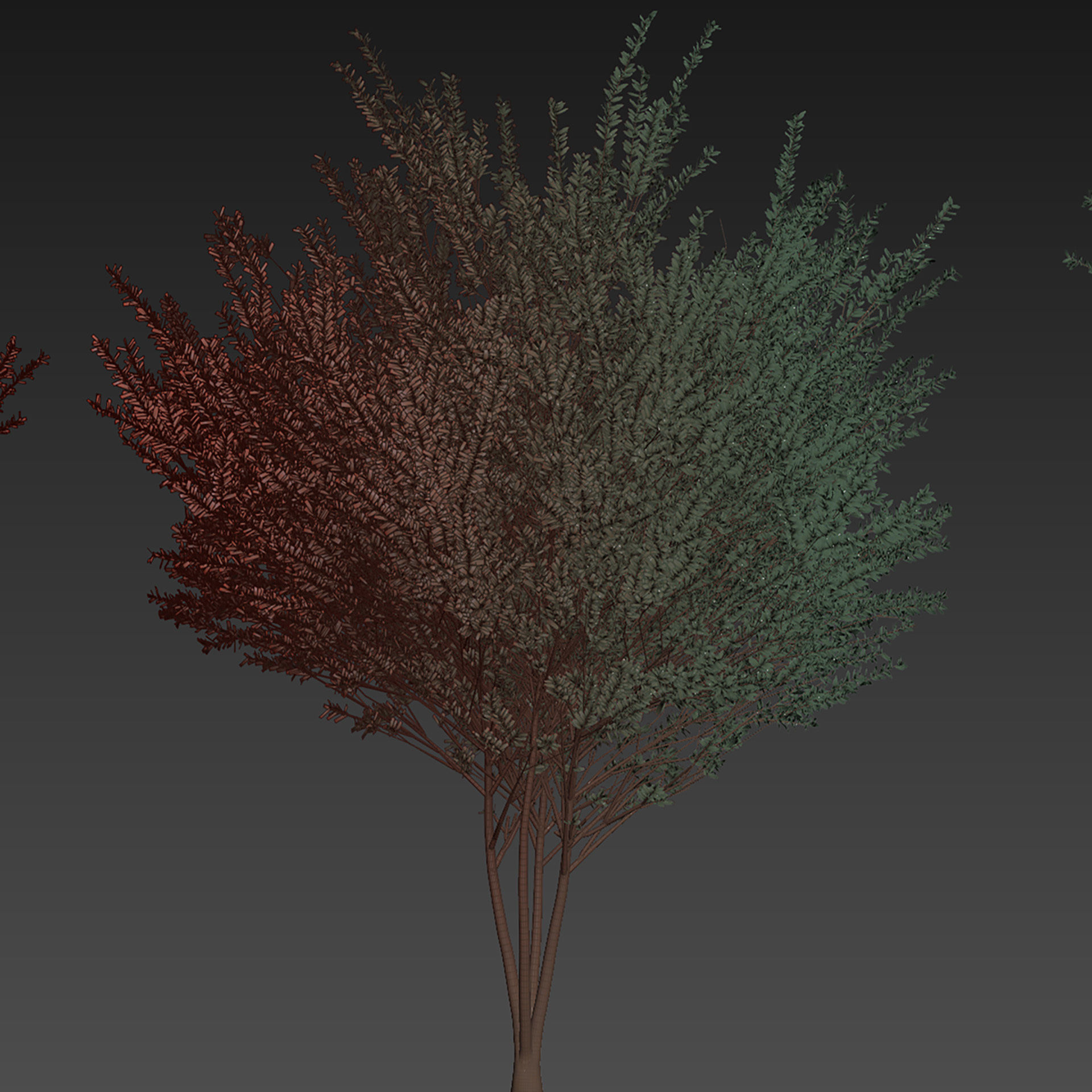 Collection plant vol 578 - Eucalyptus - Gunnii - tree 3D model_6