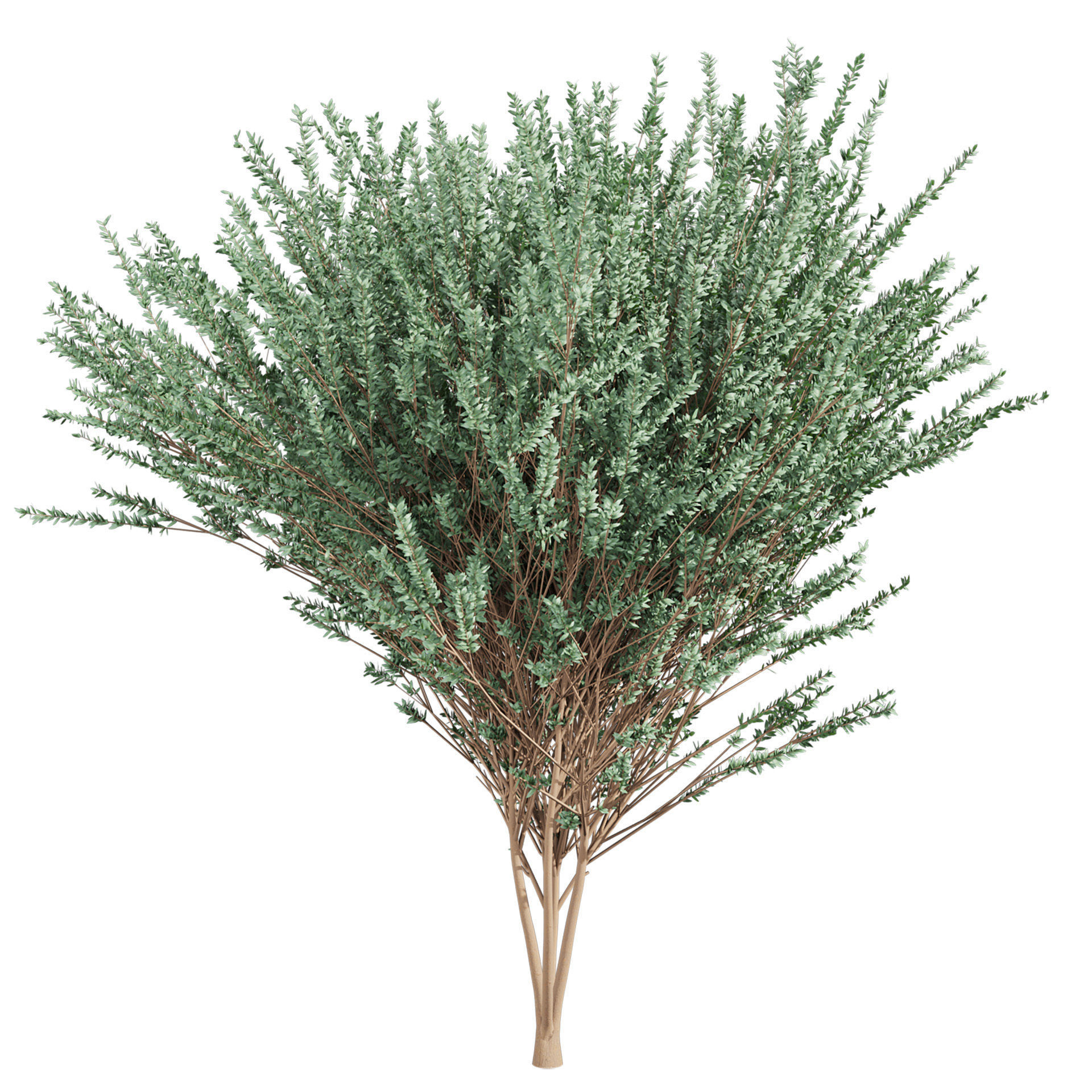 Collection plant vol 578 - Eucalyptus - Gunnii - tree 3D model_1