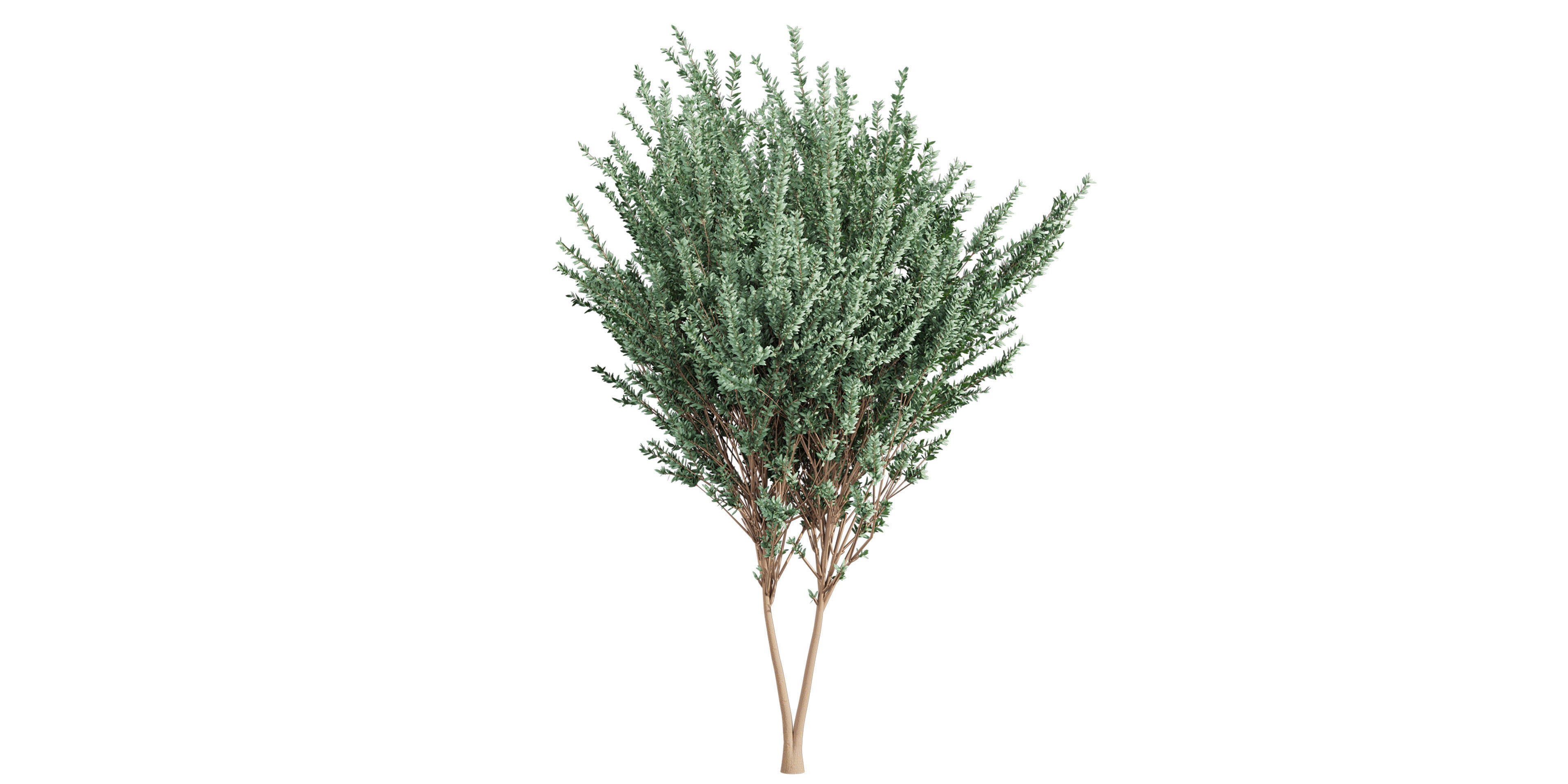 Collection plant vol 578 - Eucalyptus - Gunnii - tree 3D model_3