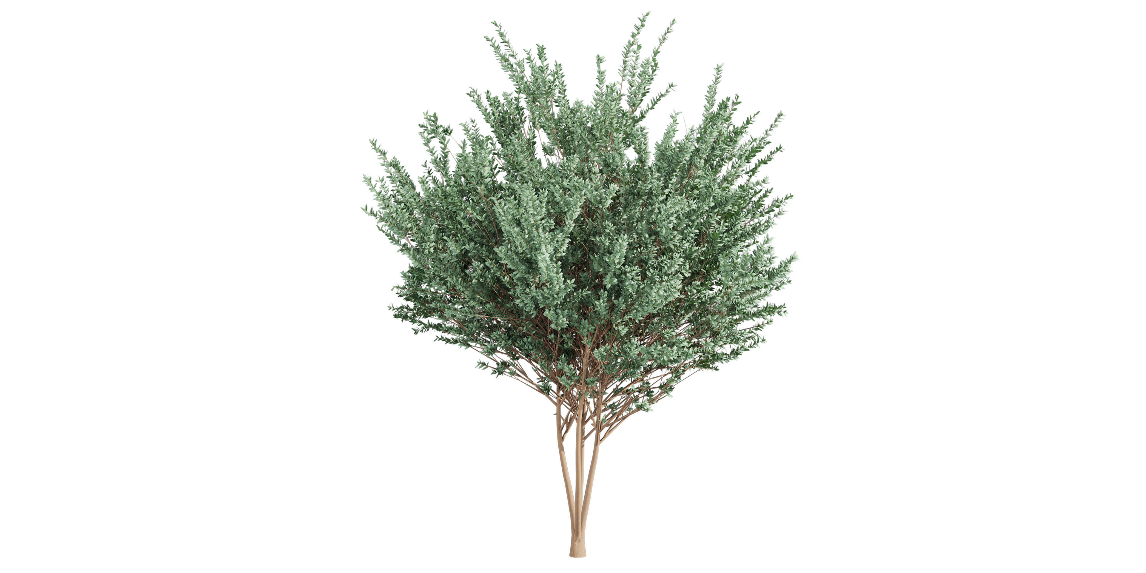 Collection plant vol 578 - Eucalyptus - Gunnii - tree 3D model_2
